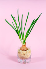 green onions in a glass on a pink background