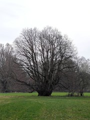 Obraz premium Alter Baum in Markt Schwaben