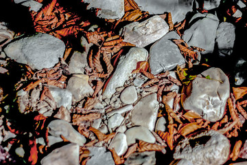 Dry red leaves among the stones. Pebbles dry. Pebble and colored pebbles. Smooth stone and green twig illuminated by the sun. Top view, close-up.