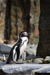 Obraz premium Penguins