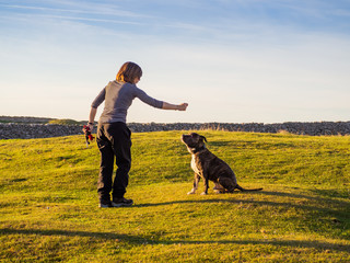 An adult woman playing with a young dog of the American staffordshire breed in countryside in...
