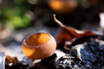 Grzyb twardnica bulwiasta 