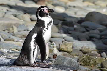 Fototapeta premium Penguins