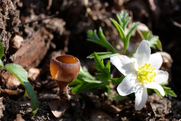 Grzyb twardnica bulwiasta i zawilec
