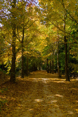 autumn country road in the forest