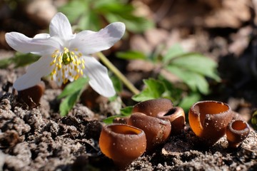 Grzyb twardnica bulwiasta i zawilce 