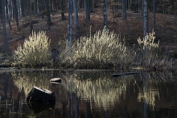 Krzaki kwitnące wierzby nad jeziorem © Iwona