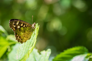 Speckled wood butterfly Pararge aegeria closeup