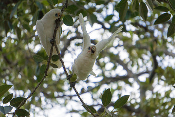 white parrot on a branch