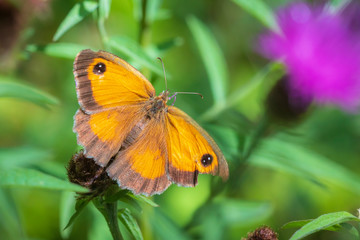 Gatekeeper butterfly, Pyronia tithonus, open wings top view