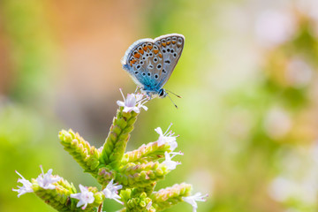 Common Blue butterfly (Polyommatus icarus) pollinating closeup