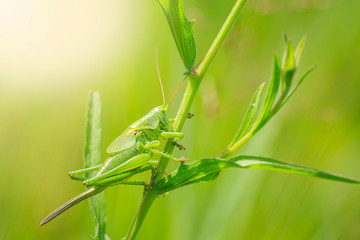 Ovipositor female Great Green Bush-cricket, Tettigonia viridissima
