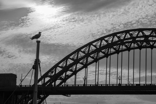Silhouettes of a Sea Gull sitting on a mast and Tyne Bridge in the distance in Newcastle upon tyne, England