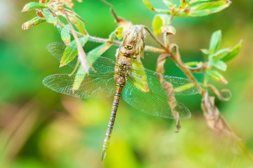 Closeup of a female migrant hawker Aeshna mixta resting under leaves in a tree