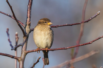 Perched female House Sparrow bird passer domesticus