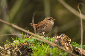 Eurasian Wren bird (Troglodytes troglodytes) display, singing and mating during Springtime season