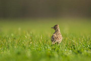 Eurasian skylark bird Alauda arvensis bird in a meadow