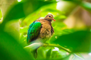 Asian emerald dove, or grey-capped emerald dove Chalcophaps indica perched