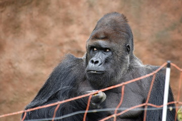 Male lowland gorilla