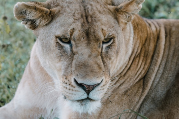 Lion in Serengeti