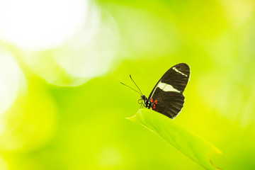 Tropical Postman butterfly (Heliconius melpomene erato) resting on rainforest vegetation