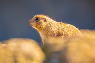 Black-tailed prairie dog Cynomys ludovicianus