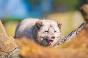 Arctic fox Vulpes lagopus
