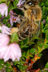 Bee, Honeybee, Heather, Caluna vulgaris, Germany, Europe