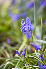 Muscari flowers blooming in the spring time in garden.