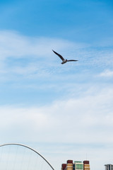 Silhouettes of a section of Tyne and High Level Bridges and a Sea Gull on a lamp post in Newcastle , England