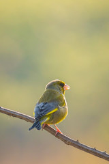 Greenfinch Chloris chloris bird singing