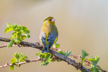 Greenfinch Chloris chloris bird singing