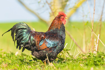 Rooster wake up call