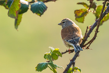 Linnet bird, Carduelis cannabina singing