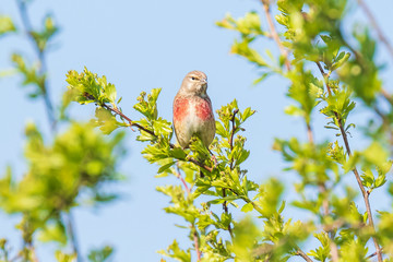 Linnet bird, Carduelis cannabina singing