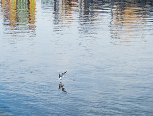 Sea Gull landing in the waters of river Tyne in Newcastle with visible its reflection