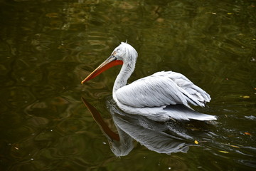 Pelican (Pelecanus)