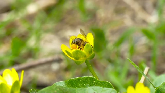 the bee collects nectar on paws from a flower