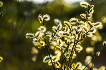 Spring buds on trees. Spring buds on trees.