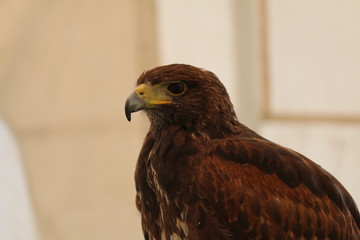 adler