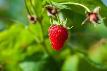 Raspberry on branch in garden. Large juicy ripe raspberries on branches, sunny summer day. Close up view of a ripe red raspberry fruit.