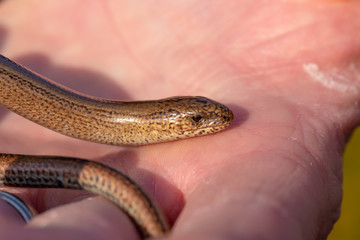 Slow-worm on display