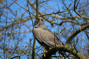 bussard