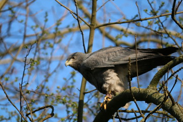 Vogel 2