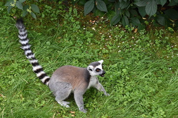 Obraz premium Ring-tailed lemur