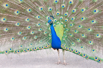 Obraz premium male peacock moving towards camera. close up. Peacocks are famous for their beautiful plumage.
