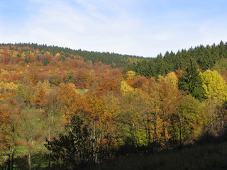 Fototapeta premium Colorful autumn leaves