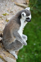 Ring-tailed lemur