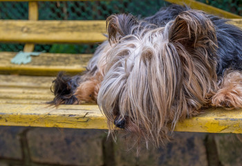 An unkept stray dog sleeps on a yellow park bench image with copy space in landscape format