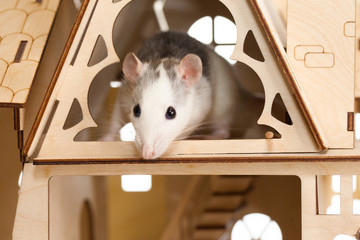 Mouse gray head, white hiding in a wooden